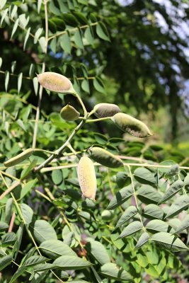 Gymnocladus dioicus, canadensis - nahovětvec dvoudomý, kanadský - plod2